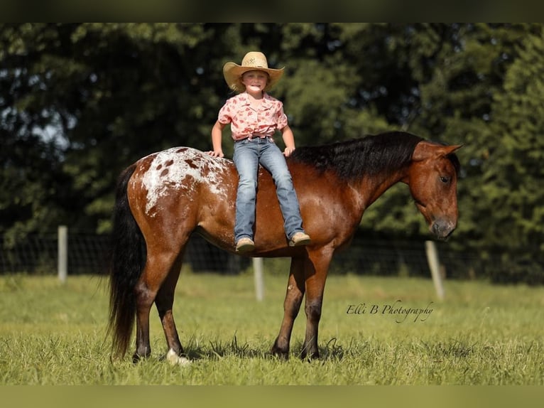 Weitere Ponys/Kleinpferde Wallach 7 Jahre 132 cm Rotbrauner in Brodhead