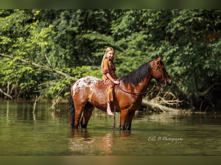 Weitere Ponys/Kleinpferde Wallach 7 Jahre 132 cm Rotbrauner in Brodhead
