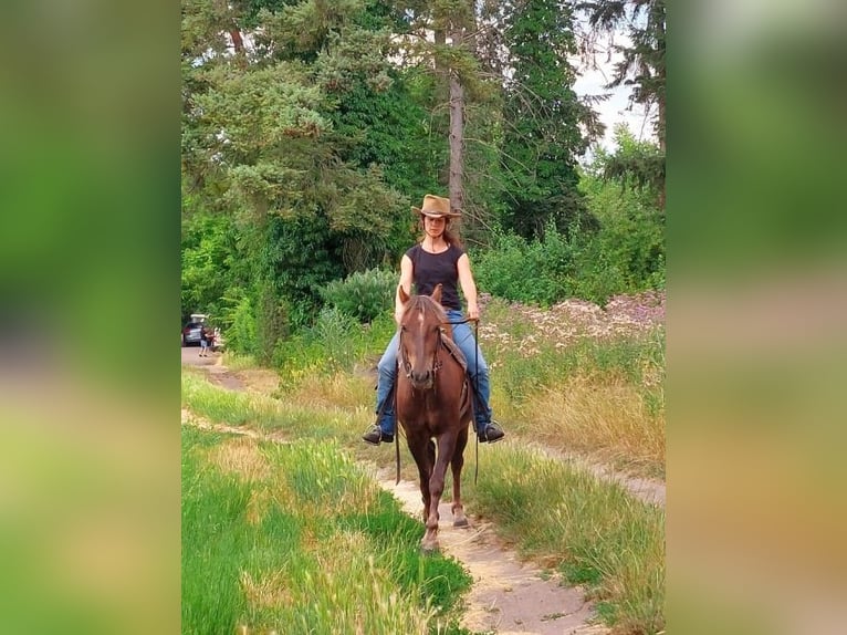 Weitere Ponys/Kleinpferde Mix Wallach 7 Jahre 135 cm Dunkelfuchs in Lampertheim
