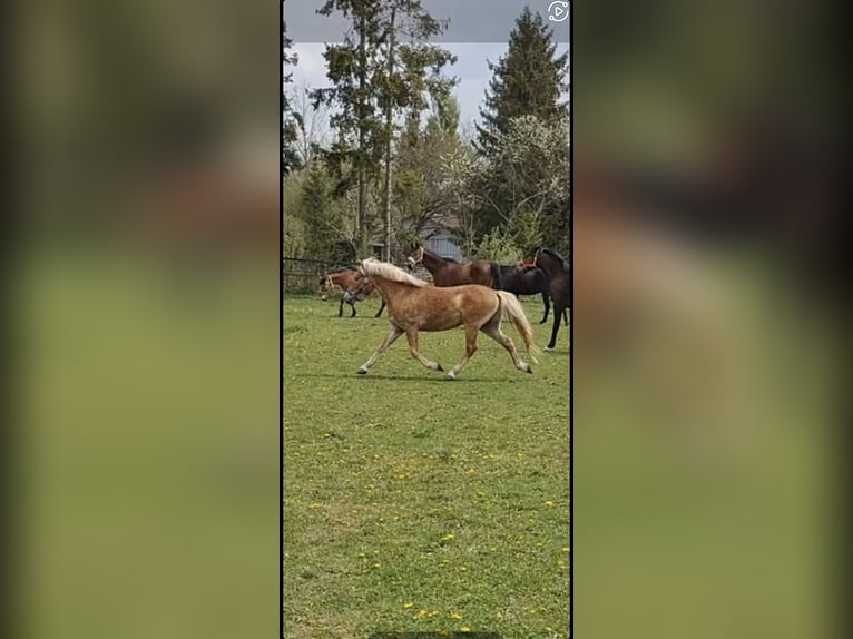 Weitere Ponys/Kleinpferde Mix Wallach 7 Jahre 136 cm Falbe in Laichingen