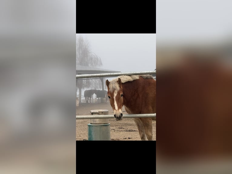 Weitere Ponys/Kleinpferde Mix Wallach 7 Jahre 136 cm Falbe in Laichingen