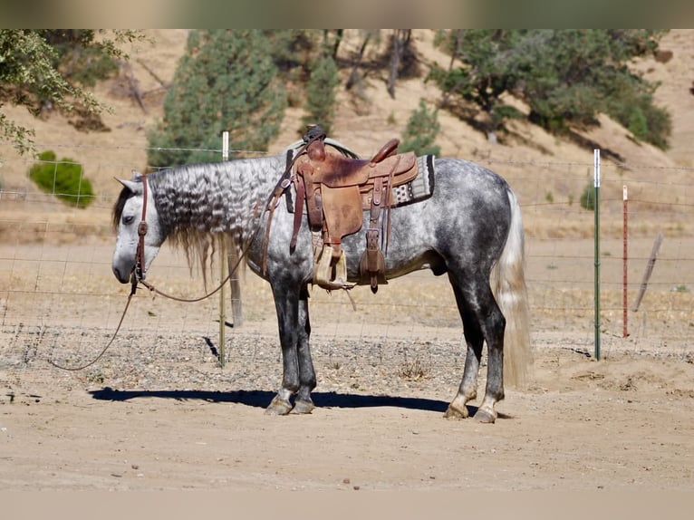 Weitere Ponys/Kleinpferde Wallach 7 Jahre 137 cm Schimmel in Paicines