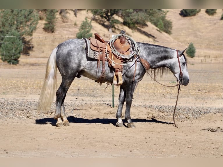 Weitere Ponys/Kleinpferde Wallach 7 Jahre 137 cm Schimmel in Paicines