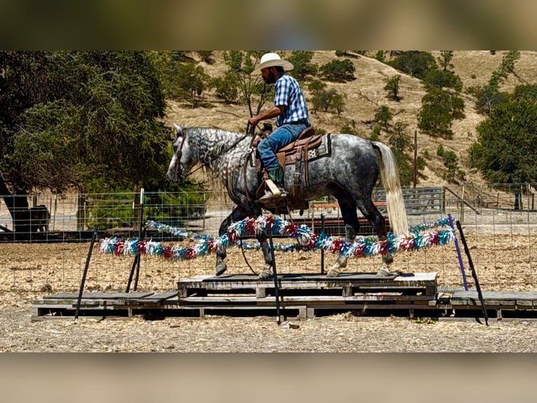 Weitere Ponys/Kleinpferde Wallach 7 Jahre 137 cm Schimmel in Paicines