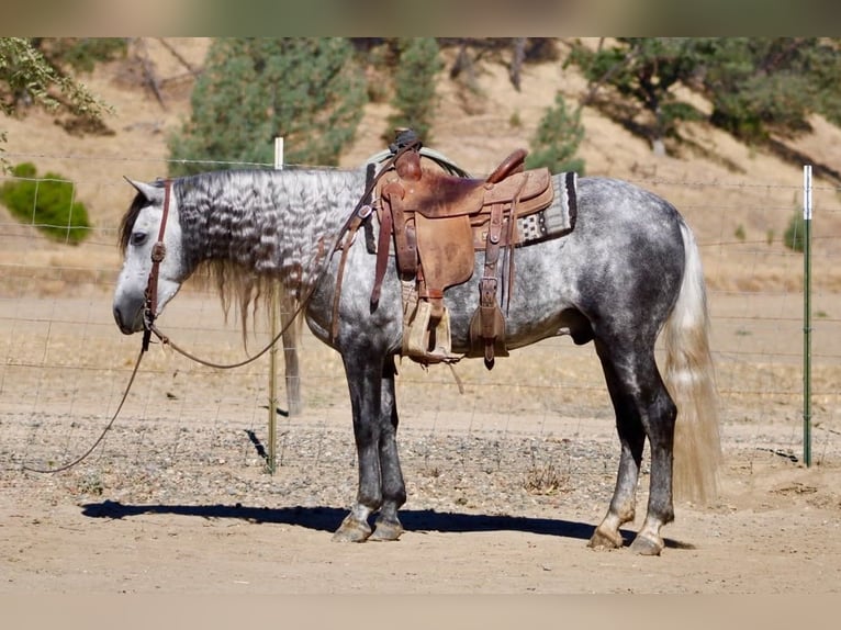 Weitere Ponys/Kleinpferde Wallach 7 Jahre 137 cm Schimmel in Paicines