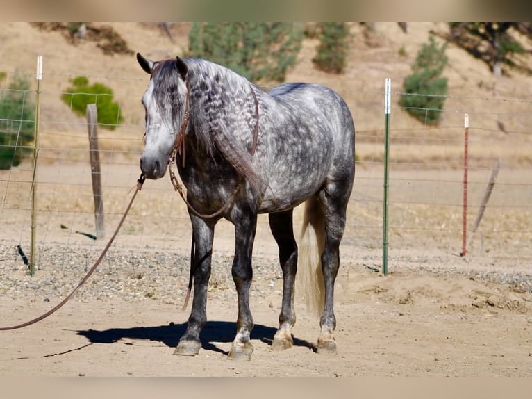 Weitere Ponys/Kleinpferde Wallach 7 Jahre 137 cm Schimmel in Paicines