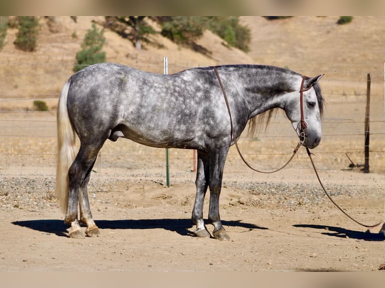 Weitere Ponys/Kleinpferde Wallach 7 Jahre 137 cm Schimmel in Paicines