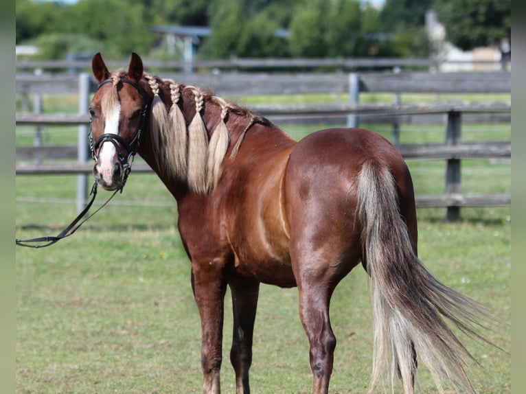 Weitere Ponys/Kleinpferde Wallach 7 Jahre 138 cm Fuchs in Rechnitz