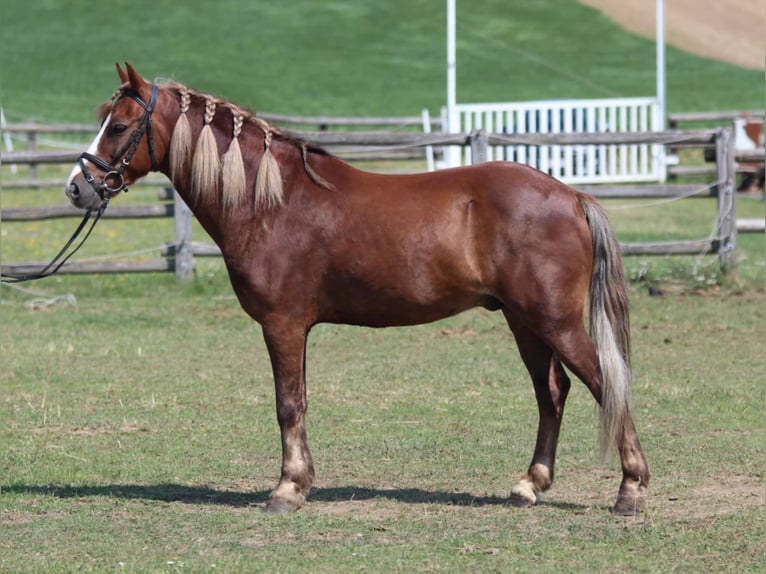Weitere Ponys/Kleinpferde Wallach 7 Jahre 138 cm Fuchs in Rechnitz