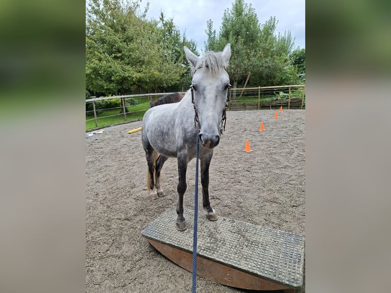 Weitere Ponys/Kleinpferde Wallach 7 Jahre 140 cm Apfelschimmel in Rikon im Tösstal