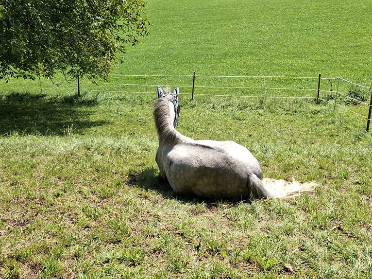 Weitere Ponys/Kleinpferde Wallach 7 Jahre 140 cm Apfelschimmel in Rikon im Tösstal