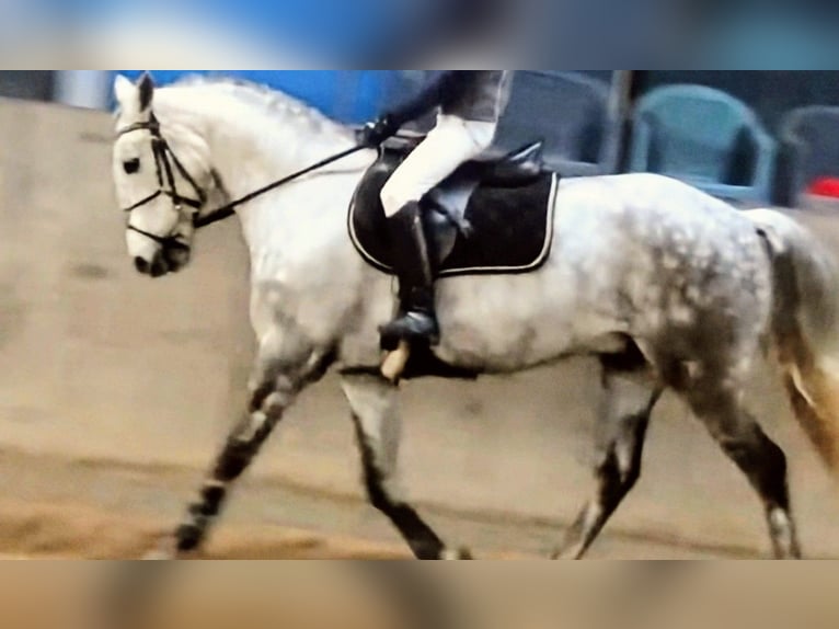 Weitere Ponys/Kleinpferde Mix Wallach 7 Jahre 140 cm Apfelschimmel in Hódmezővásárhely