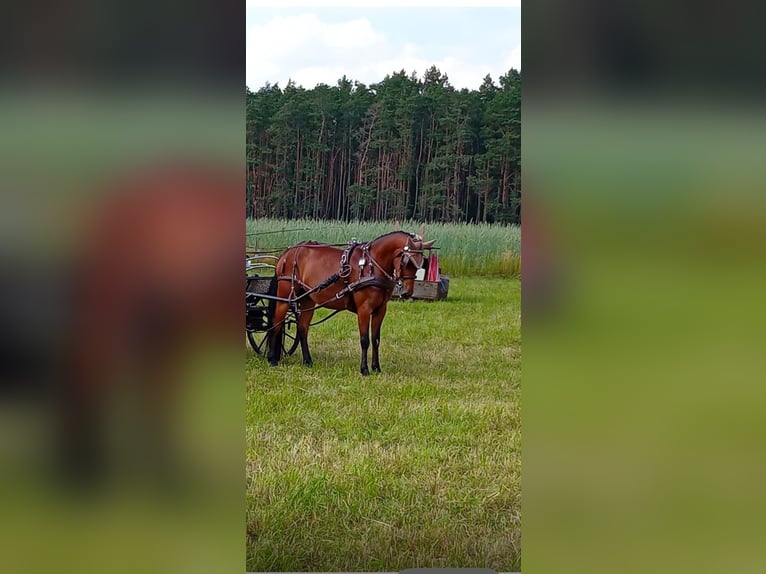 Weitere Ponys/Kleinpferde Wallach 7 Jahre 140 cm Brauner in Einbeck
