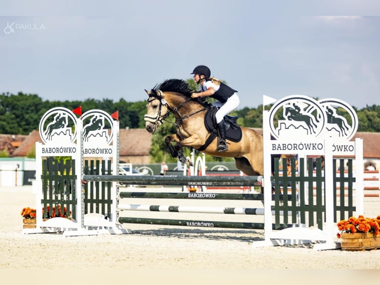 Weitere Ponys/Kleinpferde Wallach 7 Jahre 140 cm Buckskin in Bartąg