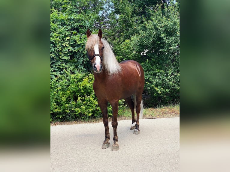 Weitere Ponys/Kleinpferde Wallach 7 Jahre 142 cm Dunkelfuchs in B&#xE9;k&#xE9;scsaba