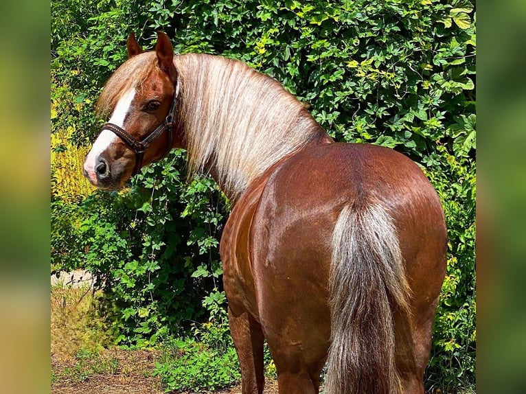 Weitere Ponys/Kleinpferde Wallach 7 Jahre 142 cm Dunkelfuchs in B&#xE9;k&#xE9;scsaba