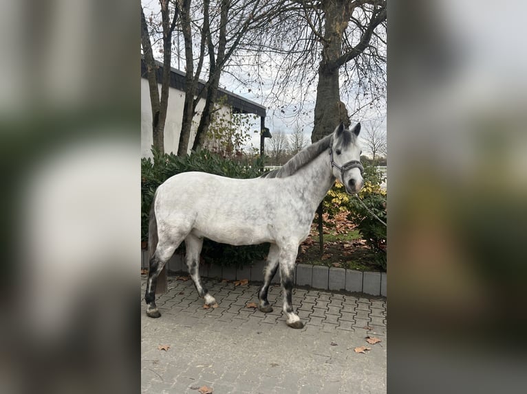 Weitere Ponys/Kleinpferde Wallach 7 Jahre 144 cm Apfelschimmel in Ahlen