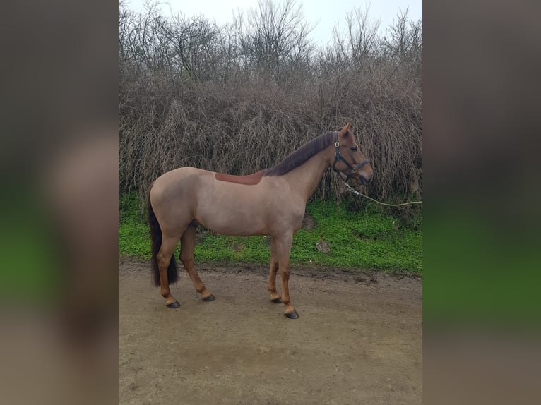 Weitere Ponys/Kleinpferde Wallach 7 Jahre 144 cm Dunkelfuchs in Поручик Кърджиево / Poruchik Kurdzhievo