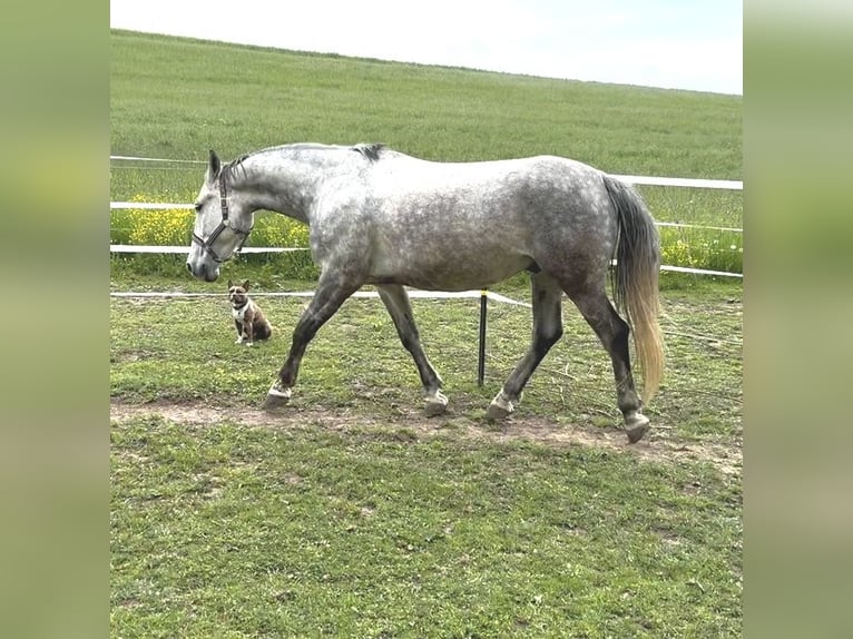 Weitere Ponys/Kleinpferde Wallach 7 Jahre 145 cm Apfelschimmel in Medlingen