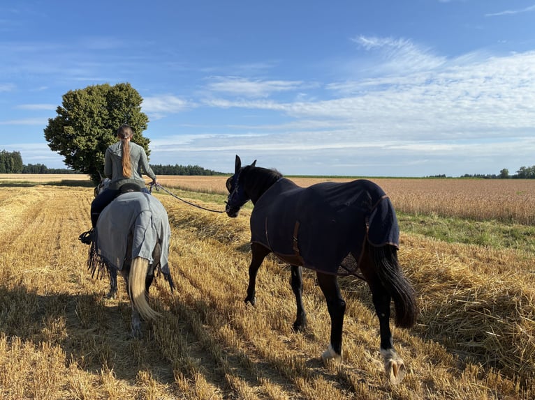Weitere Ponys/Kleinpferde Wallach 7 Jahre 145 cm Apfelschimmel in Medlingen