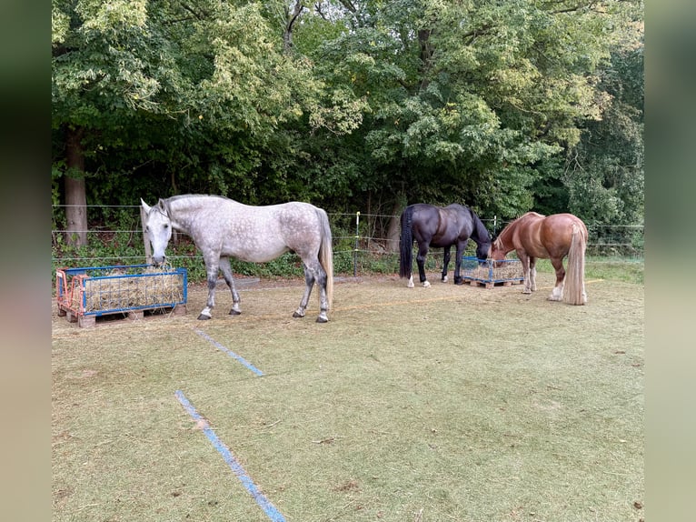 Weitere Ponys/Kleinpferde Wallach 7 Jahre 145 cm Apfelschimmel in Medlingen