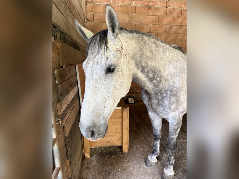 Weitere Ponys/Kleinpferde Wallach 7 Jahre 145 cm Apfelschimmel in Medlingen