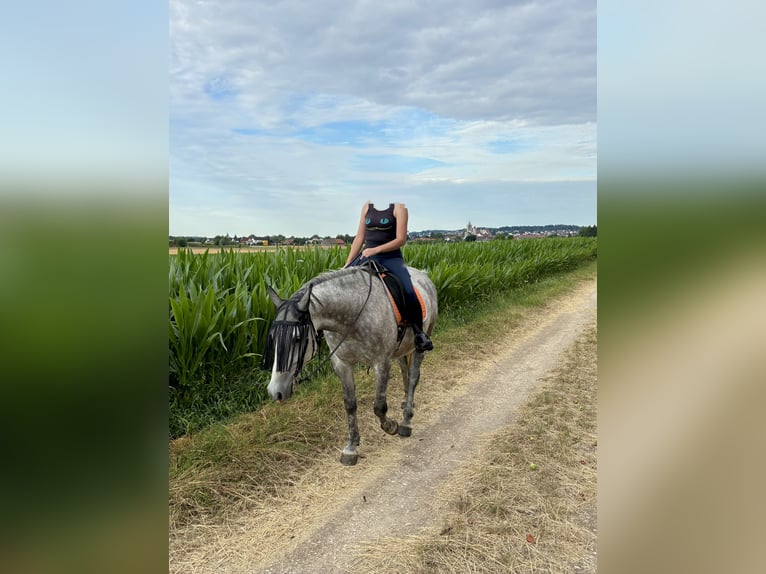Weitere Ponys/Kleinpferde Wallach 7 Jahre 145 cm Apfelschimmel in Medlingen