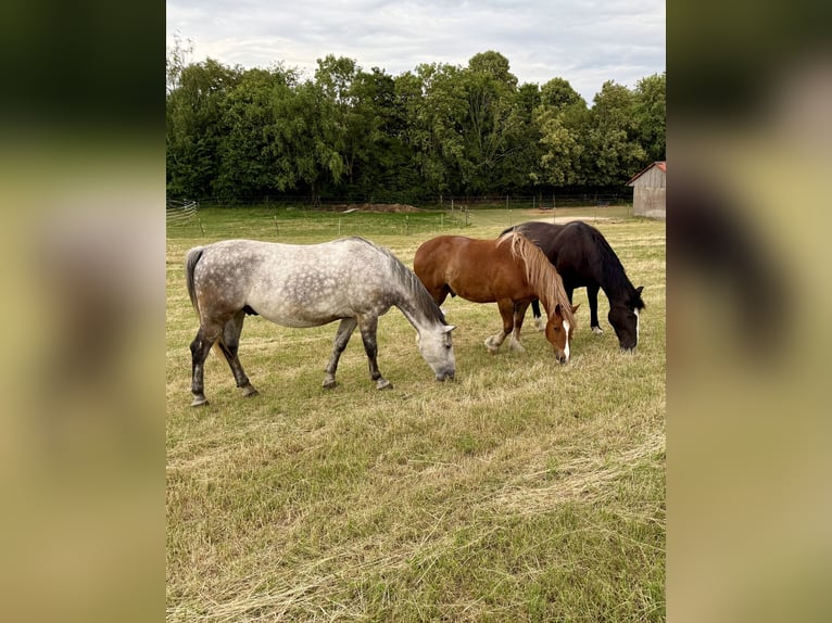 Weitere Ponys/Kleinpferde Wallach 7 Jahre 145 cm Apfelschimmel in Medlingen