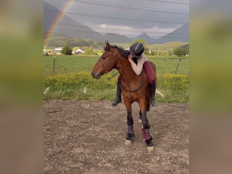 Weitere Ponys/Kleinpferde Wallach 7 Jahre 145 cm Brauner in Schlins