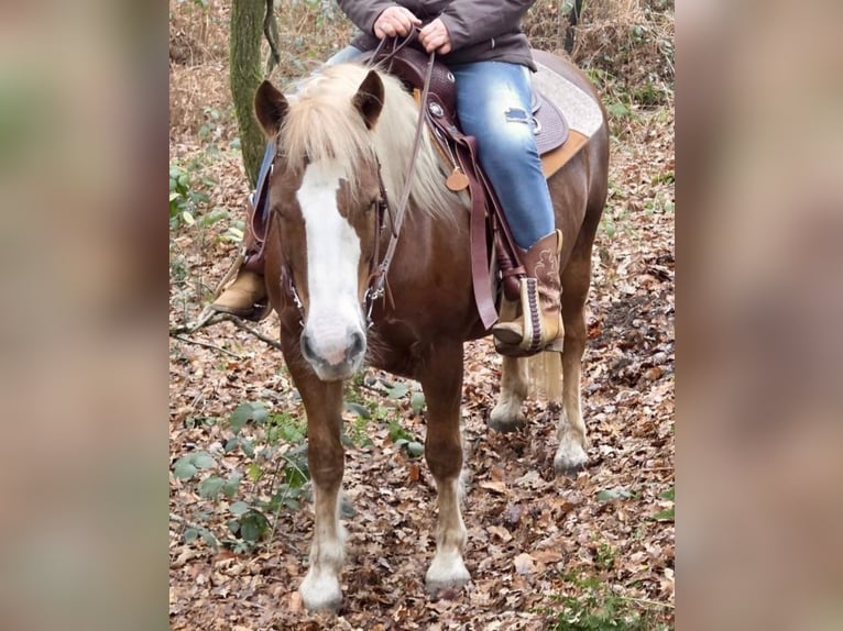 Weitere Ponys/Kleinpferde Wallach 7 Jahre 145 cm Dunkelfuchs in Wachtendonk