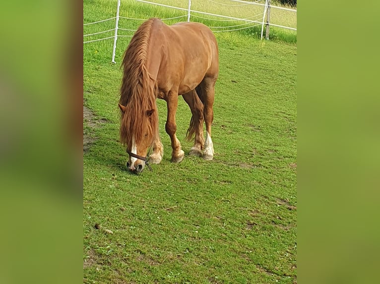 Weitere Ponys/Kleinpferde Wallach 7 Jahre 145 cm Fuchs in Breitenthal