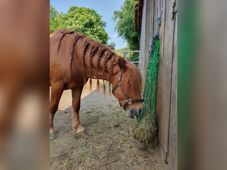 Weitere Ponys/Kleinpferde Wallach 7 Jahre 145 cm Fuchs in Breitenthal