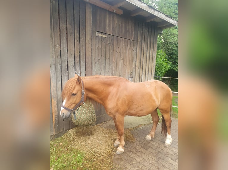 Weitere Ponys/Kleinpferde Wallach 7 Jahre 145 cm Fuchs in Breitenthal