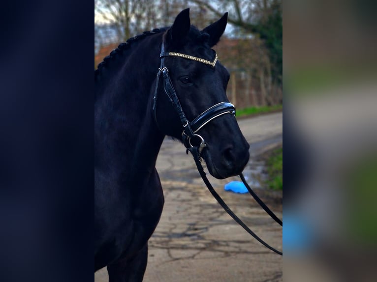 Weitere Ponys/Kleinpferde Wallach 7 Jahre 145 cm Rappe in Békéscsaba