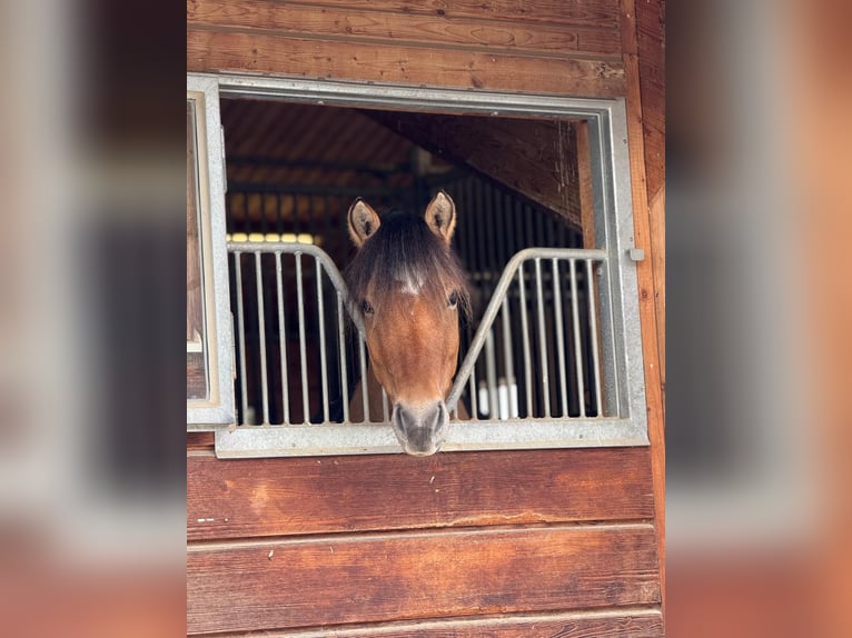 Weitere Ponys/Kleinpferde Mix Wallach 7 Jahre 146 cm Falbe in Weilheim in Oberbayern