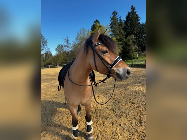 Weitere Ponys/Kleinpferde Mix Wallach 7 Jahre 146 cm Falbe in Weilheim in Oberbayern