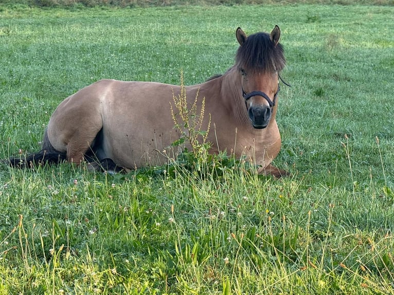 Weitere Ponys/Kleinpferde Mix Wallach 7 Jahre 146 cm Falbe in Weilheim in Oberbayern