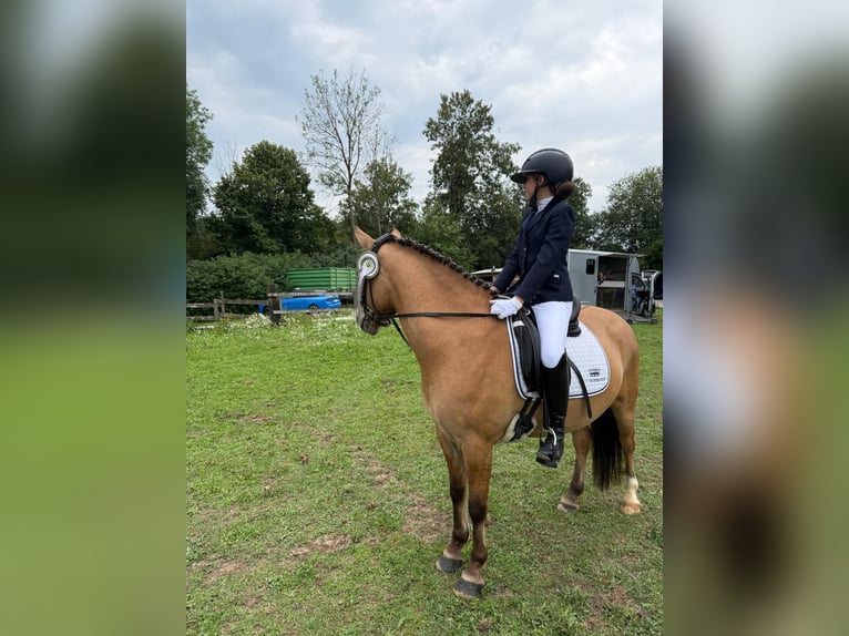 Weitere Ponys/Kleinpferde Mix Wallach 7 Jahre 146 cm Falbe in Weilheim in Oberbayern
