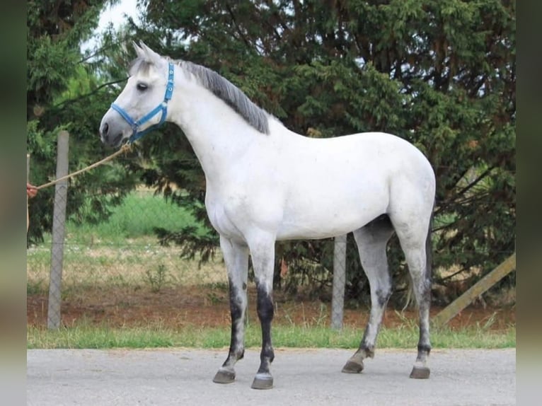 Weitere Ponys/Kleinpferde Wallach 7 Jahre 146 cm Schimmel in B&#xE9;k&#xE9;scsaba