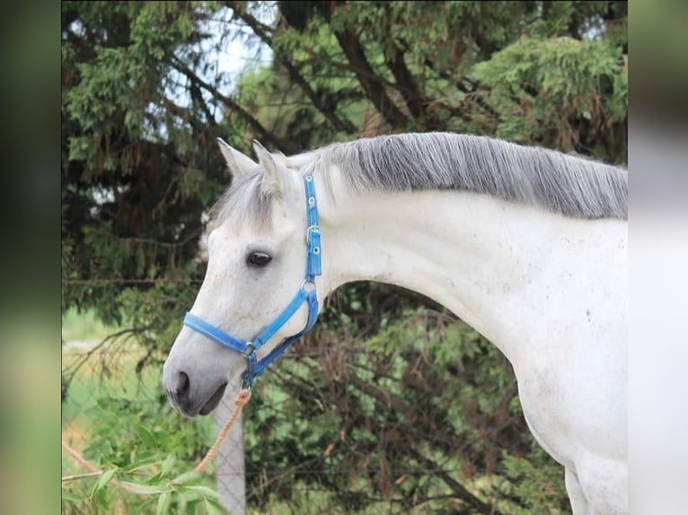 Weitere Ponys/Kleinpferde Wallach 7 Jahre 146 cm Schimmel in B&#xE9;k&#xE9;scsaba