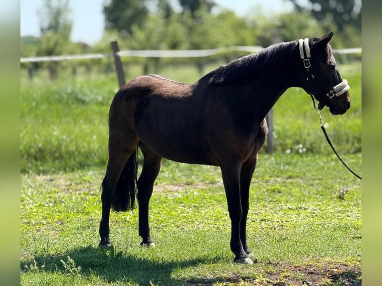 Weitere Ponys/Kleinpferde Wallach 7 Jahre 147 cm Dunkelbrauner in Bócsa