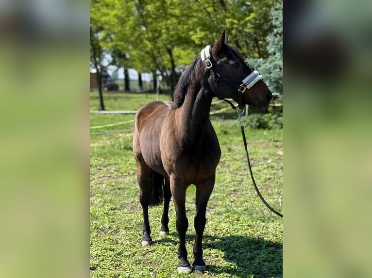 Weitere Ponys/Kleinpferde Wallach 7 Jahre 147 cm Dunkelbrauner in Bócsa