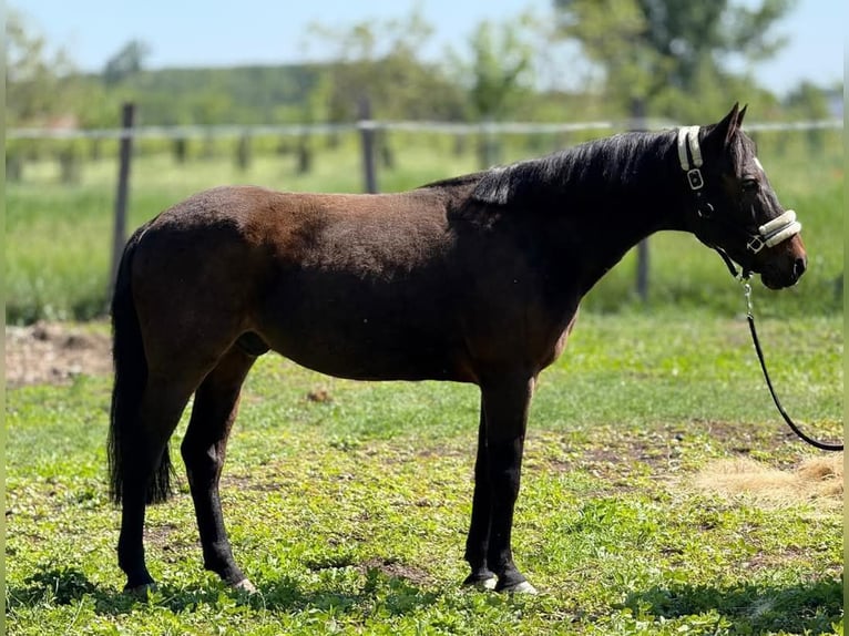Weitere Ponys/Kleinpferde Wallach 7 Jahre 147 cm Dunkelbrauner in Bócsa