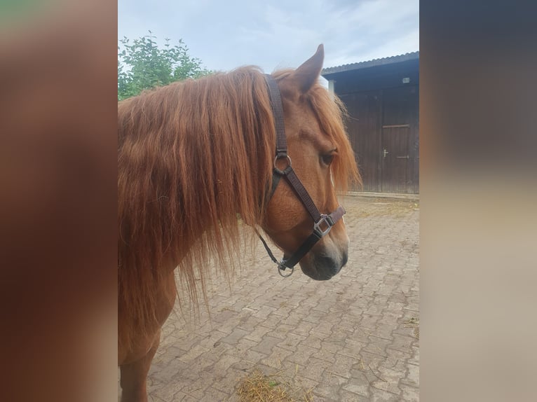 Weitere Ponys/Kleinpferde Wallach 7 Jahre 147 cm Fuchs in Breitenthal
