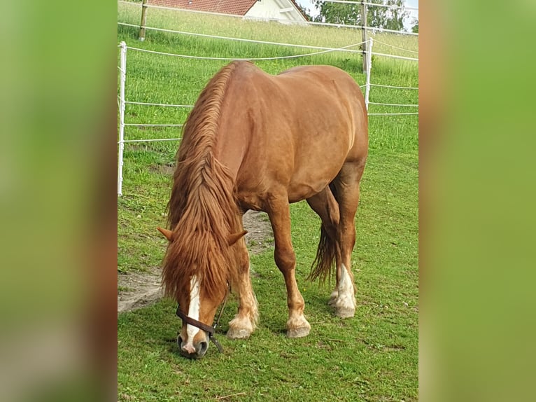 Weitere Ponys/Kleinpferde Wallach 7 Jahre 147 cm Fuchs in Breitenthal