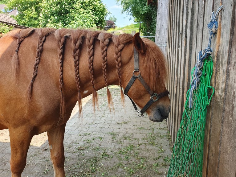 Weitere Ponys/Kleinpferde Wallach 7 Jahre 147 cm Fuchs in Breitenthal