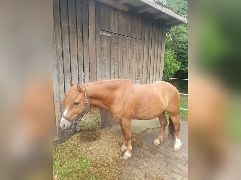Weitere Ponys/Kleinpferde Wallach 7 Jahre 147 cm Fuchs in Breitenthal