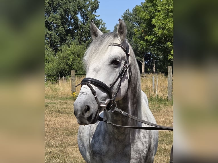 Weitere Ponys/Kleinpferde Wallach 7 Jahre 148 cm Apfelschimmel in Wachtendonk