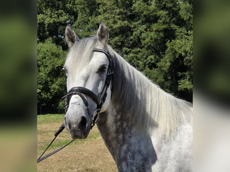 Weitere Ponys/Kleinpferde Wallach 7 Jahre 148 cm Apfelschimmel in Wachtendonk