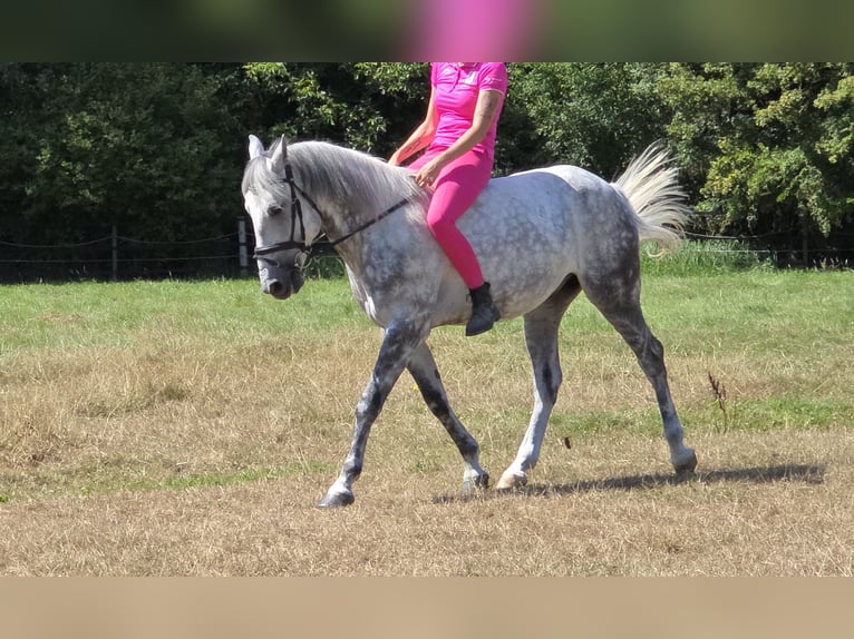 Weitere Ponys/Kleinpferde Wallach 7 Jahre 148 cm Apfelschimmel in Wachtendonk